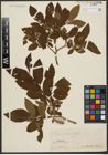 Foto von Salix silesiaca Willd.